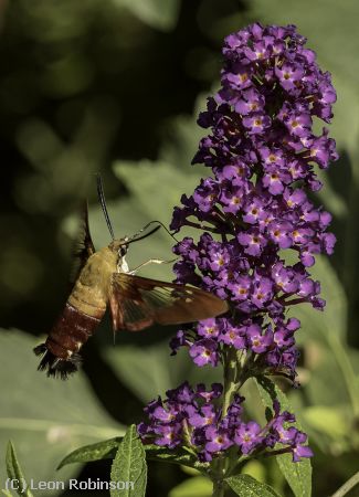 Missing Image: i_0013.jpg - Hummingbird Moth