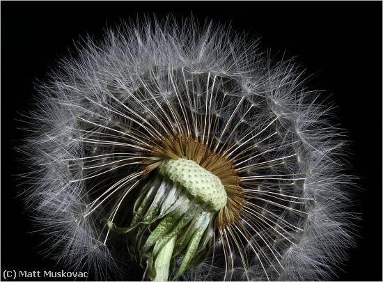 Missing Image: i_0016.jpg - Dandelion 1