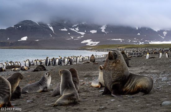 Missing Image: i_0018.jpg - South Georgia Island