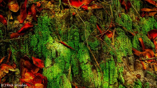 Missing Image: i_0023.jpg - Leaves and Moss