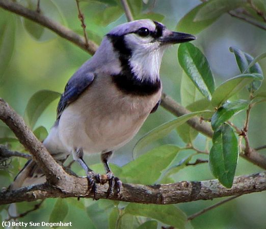 Missing Image: i_0005.jpg - Blue-Jay