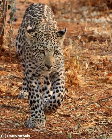 Missing Image: i_0018.jpg - Leopard, Namibia