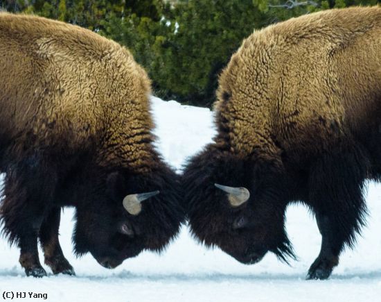 Missing Image: i_0028.jpg - Fight in Yellowstone