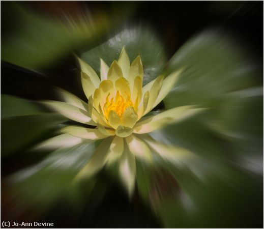 Missing Image: i_0033.jpg - Water Lilly