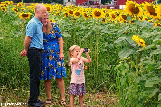 Missing Image: i_0042.jpg - Annual Sunflower Bloom