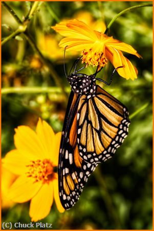 Missing Image: i_0002.jpg - Butterfly and Flowers