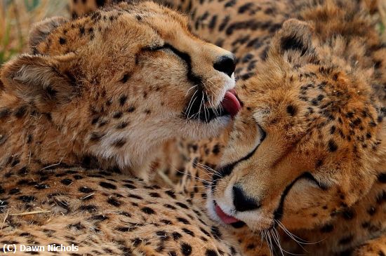 Missing Image: i_0024.jpg - Cheetahs Grooming