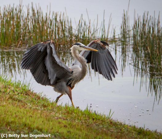 Missing Image: i_0005.jpg - Strutting-his-stuff-Blue-Heron-2712