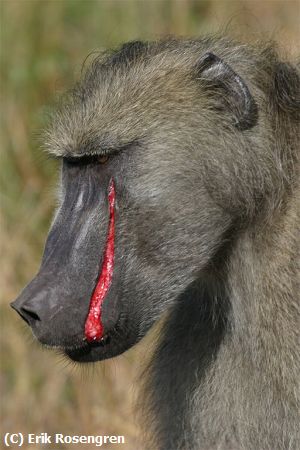 Missing Image: i_0006.jpg - Bested-Baboon-Namibia