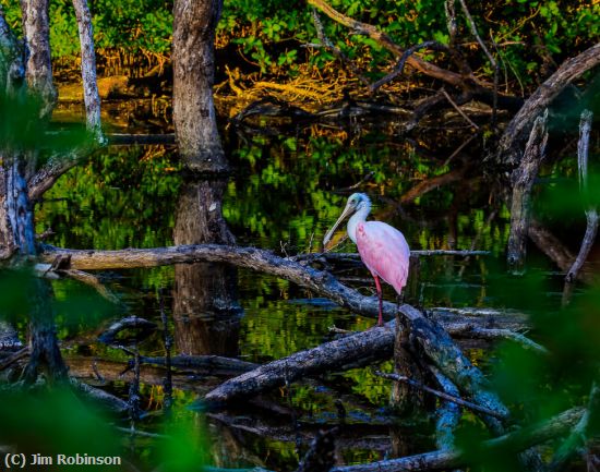 Missing Image: i_0012.jpg - Sundown-Spoonbill