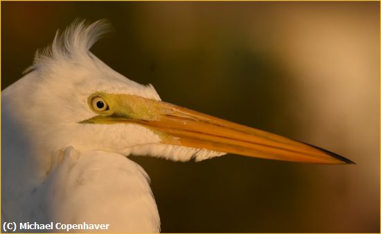 Missing Image: i_0021.jpg - egret at sunset