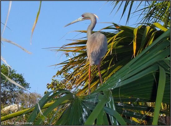 Missing Image: i_0009.jpg - Tri-Color-on-Perch