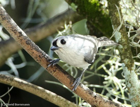 Missing Image: i_0035.jpg - Tufted Titmouse