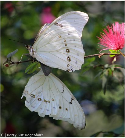 Missing Image: i_0045.jpg - 2-of-a-kind-Butterfly's