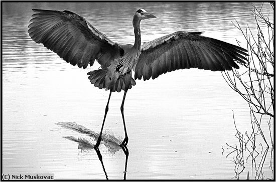 Missing Image: i_0055.jpg - Great Blue Heron Landing