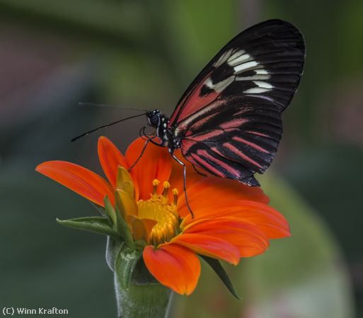 Missing Image: i_0020.jpg - Butterfly 5028