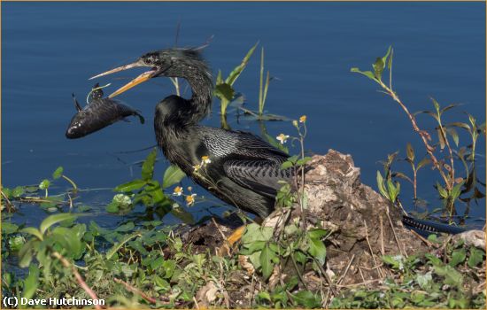 Missing Image: i_0030.jpg - Anhinga with a fish