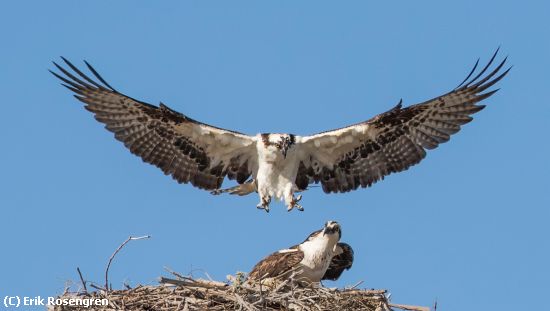 Missing Image: i_0031.jpg - Im-home-Osprey