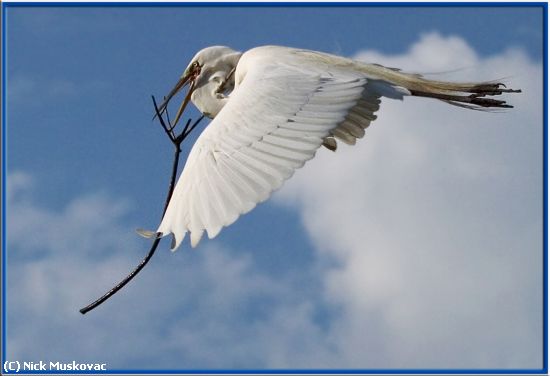 Missing Image: i_0034.jpg - Great-Egret-with-Stick