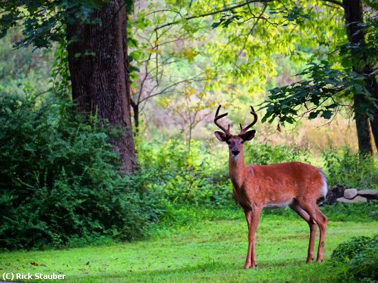 Missing Image: i_0036.jpg - Six Point Buck