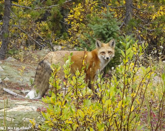 Missing Image: i_0038.jpg - Sly Fox (1)