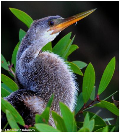 Missing Image: i_0042.jpg - Anhinga