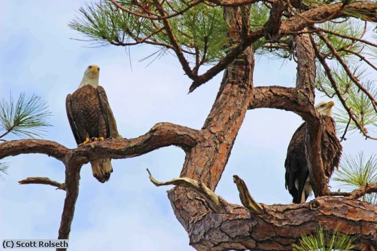 Missing Image: i_0043.jpg - eagle couple