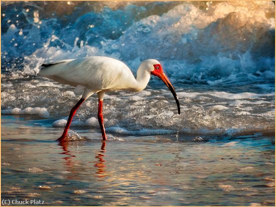 Missing Image: i_0044.jpg - Ibis on the Beach