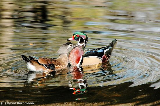 Missing Image: i_0050.jpg - Wood Ducks Flirting