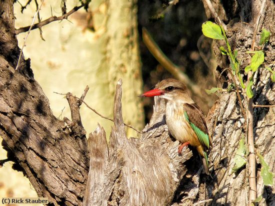 Missing Image: i_0051.jpg - African Striped Kingfisher