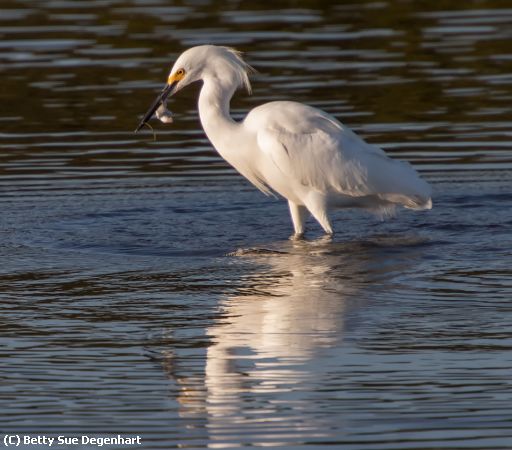 Missing Image: i_0052.jpg - My-Favorate-Snack-Great-Egret