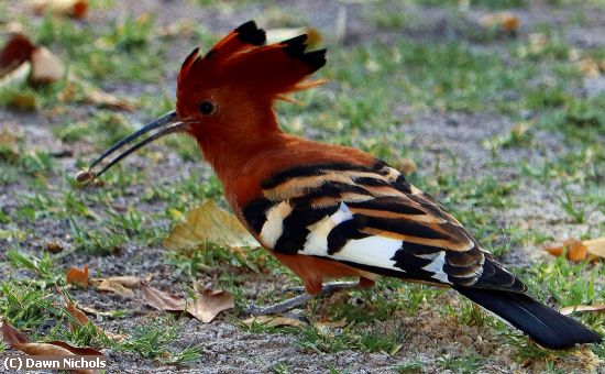 Missing Image: i_0058.jpg - African Hoopoe