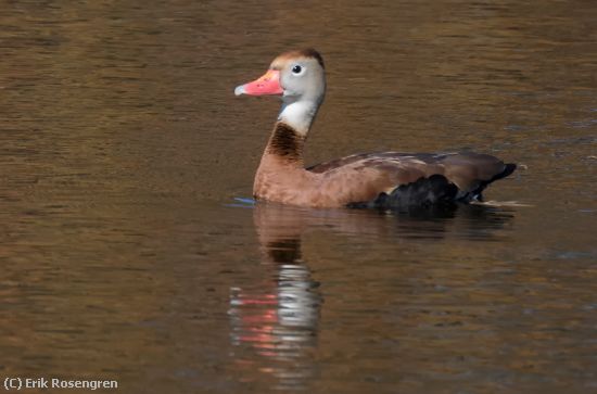 Missing Image: i_0059.jpg - Black-bellied-Whistling-Duck