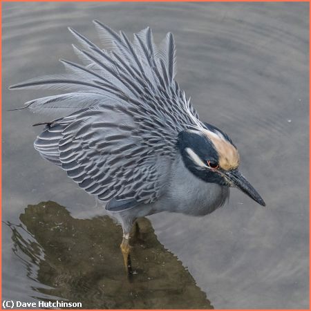 Missing Image: i_0060.jpg - Night Heron in Breeding Plumage