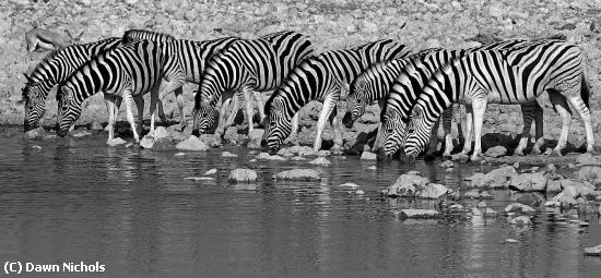 Missing Image: i_0065.jpg - Thirsty Black and Whites