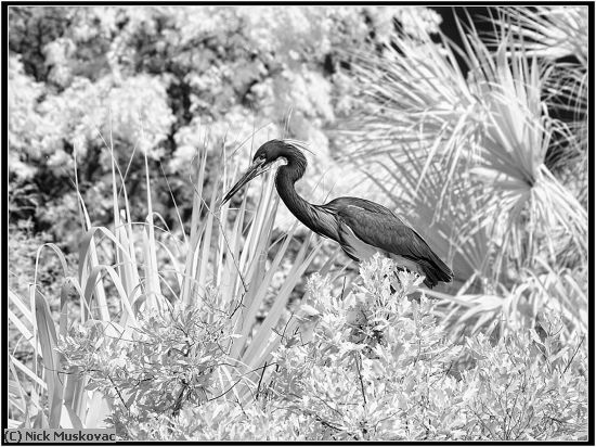 Missing Image: i_0066.jpg - Infrared-Tri-Color-Heron