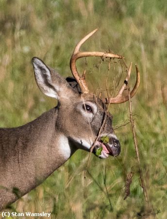 Missing Image: i_0007.jpg - 4Point Buck Salad