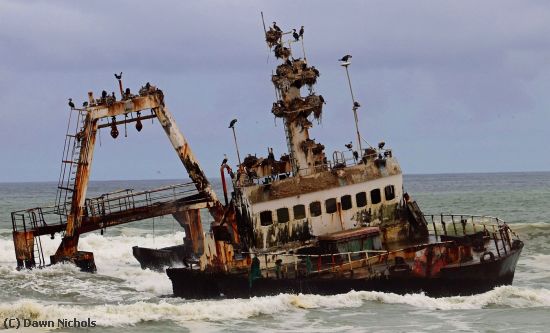 Missing Image: i_0008.jpg - Nests On A Wreck