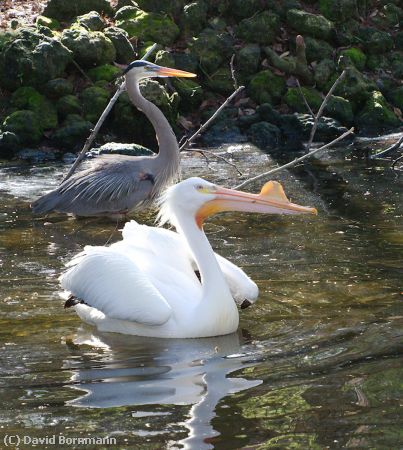 Missing Image: i_0018.jpg - White Pelican with Great Blue Heron