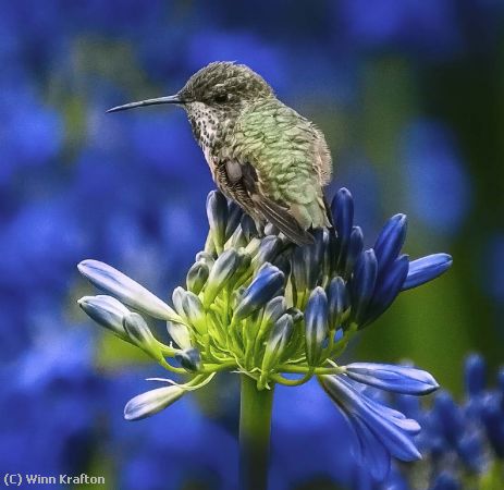 Missing Image: i_0024.jpg - hummer 220011