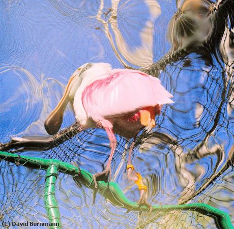 Missing Image: i_0027.jpg - Spoonbill reflection