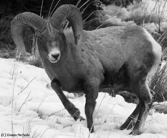 Missing Image: i_0052.jpg - Bighorn in Winter