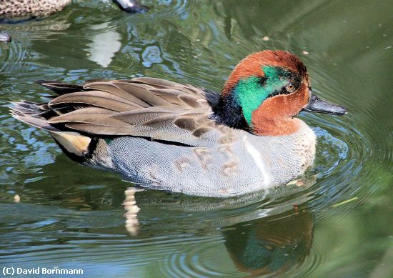 Missing Image: i_0001.jpg - Green Winged Teal