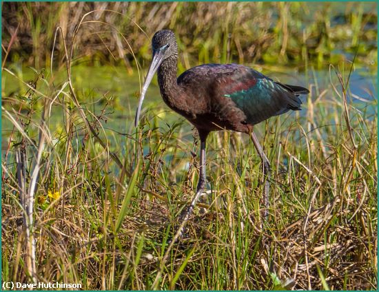 Missing Image: i_0002.jpg - Glossy Ibis