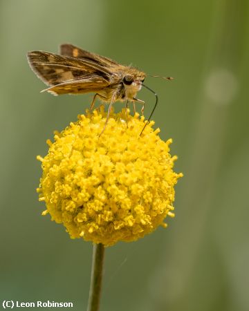 Missing Image: i_0011.jpg - Firery Skipper