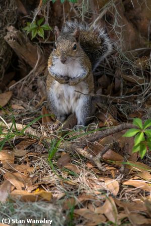 Missing Image: i_0018.jpg - Yes just One Nut!