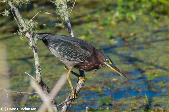 Missing Image: i_0021.jpg - Green Heron