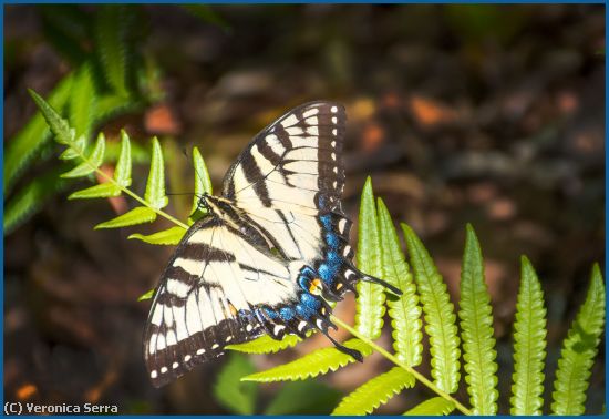 Missing Image: i_0026.jpg - Butterfly