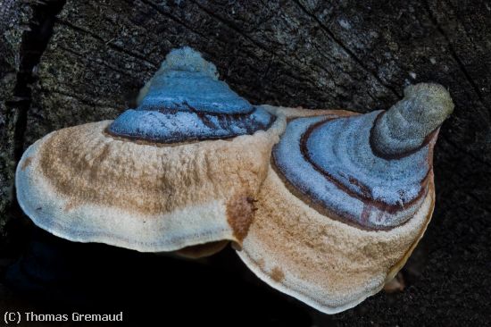 Missing Image: i_0002.jpg - The Fungus Among Us