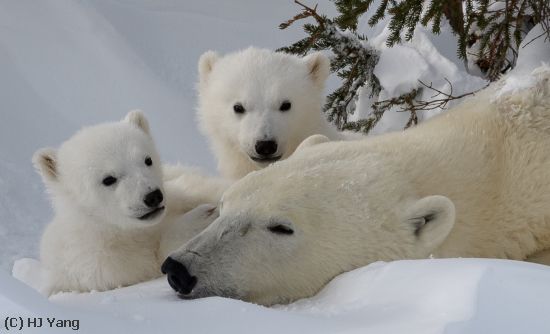 Missing Image: i_0005.jpg - Mom and Cubs